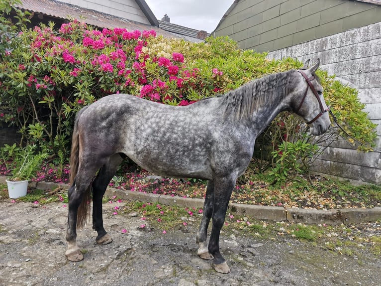 Lipizzan Hongre 6 Ans 159 cm Gris pommelé in Schleiden