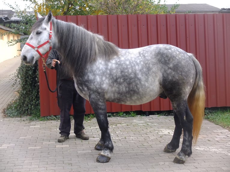 Lipizzan Croisé Hongre 6 Ans 160 cm Gris pommelé in Buttstädt