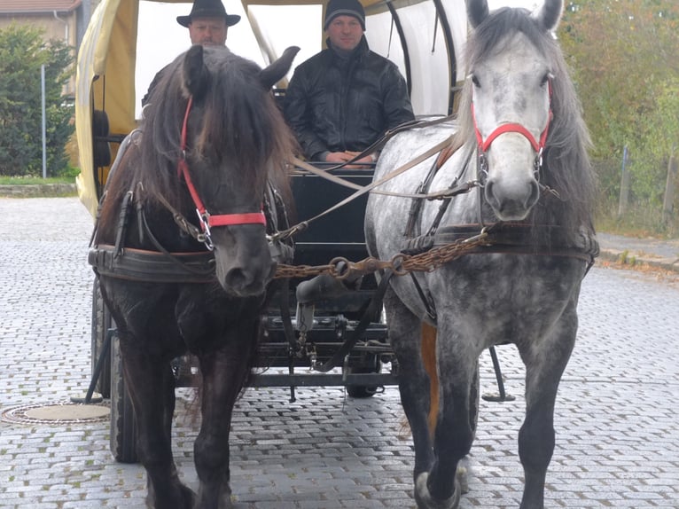 Lipizzan Croisé Hongre 6 Ans 160 cm Gris pommelé in Buttstädt