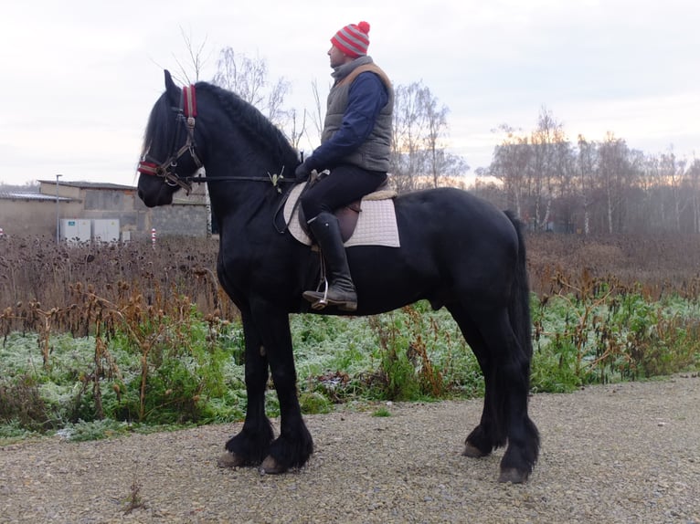 Lipizzan Croisé Hongre 6 Ans 160 cm Gris pommelé in Buttstädt