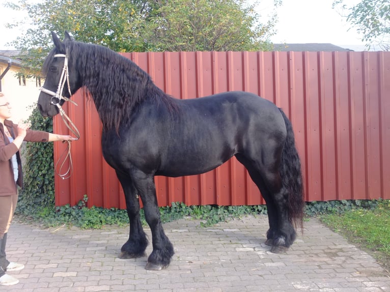 Lipizzan Croisé Hongre 6 Ans 160 cm Gris pommelé in Buttstädt