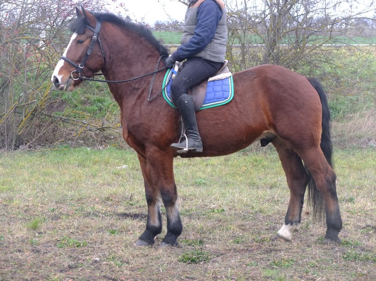 Lipizzan Croisé Hongre 6 Ans 160 cm Gris pommelé in Buttstädt