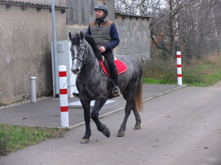 Lipizzan Croisé Hongre 6 Ans 160 cm Gris pommelé in Buttstädt