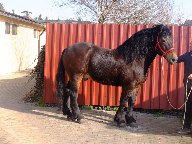 Lipizzan Croisé Hongre 6 Ans 160 cm Gris pommelé in Buttstädt