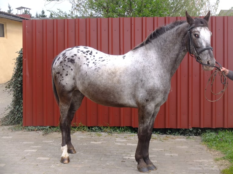 Lipizzan Croisé Hongre 6 Ans 160 cm Gris pommelé in Buttstädt