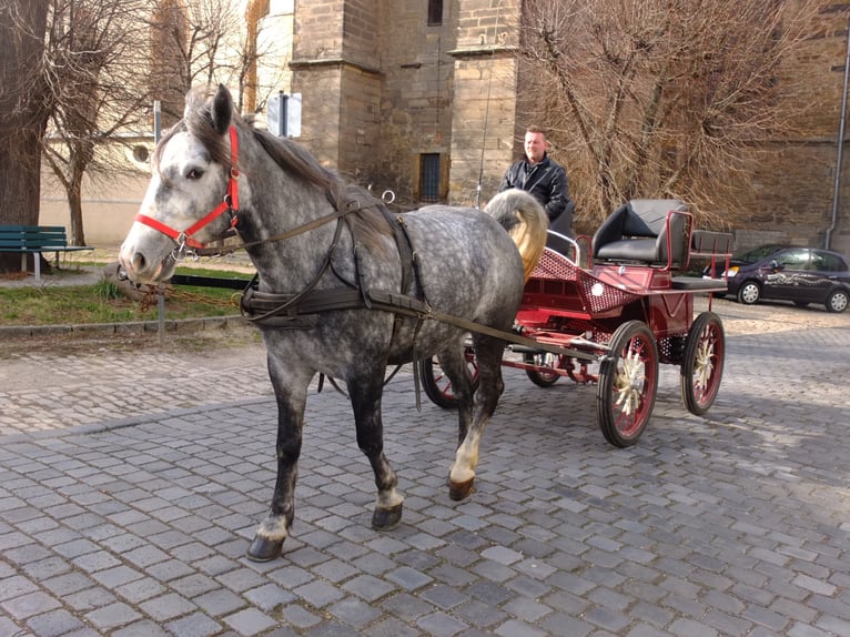 Lipizzan Croisé Hongre 6 Ans 160 cm Gris pommelé in Buttstädt