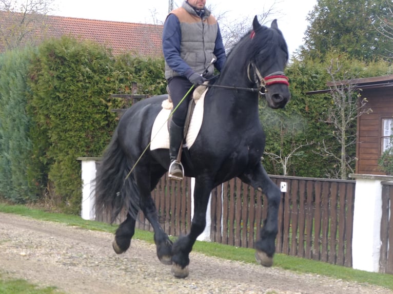 Lipizzan Croisé Hongre 6 Ans 160 cm Gris pommelé in Buttstädt