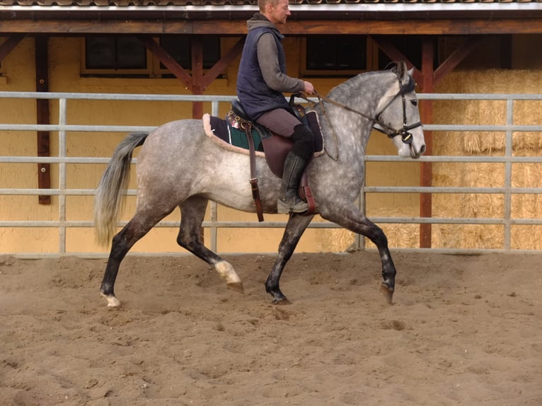 Lipizzan Croisé Hongre 6 Ans 160 cm Gris pommelé in Buttstädt