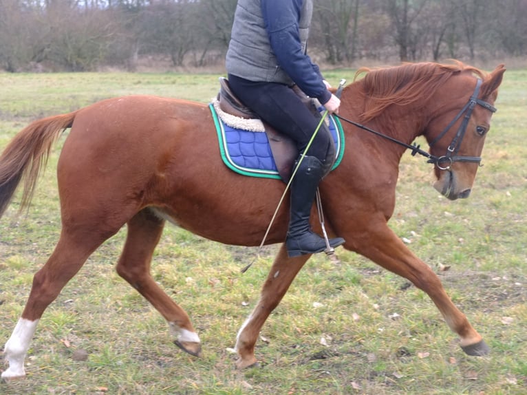 Lipizzan Croisé Hongre 6 Ans 160 cm Gris pommelé in Buttstädt