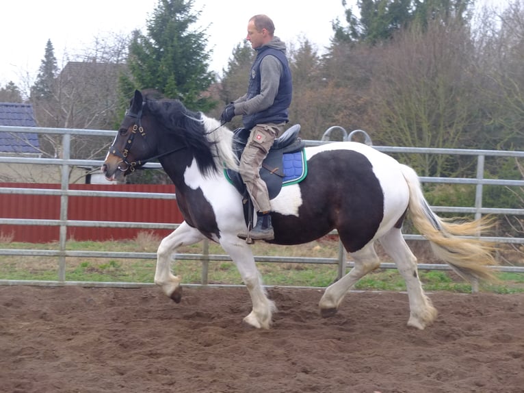 Lipizzan Croisé Hongre 6 Ans 160 cm Gris pommelé in Buttstädt