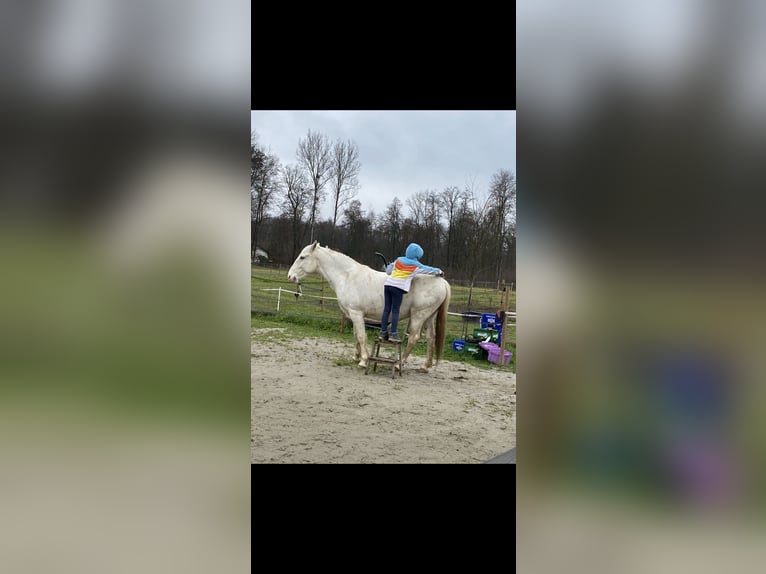 Lipizzan Hongre 6 Ans 163 cm Blanc in LichendorfWeitersfeld an der Mur