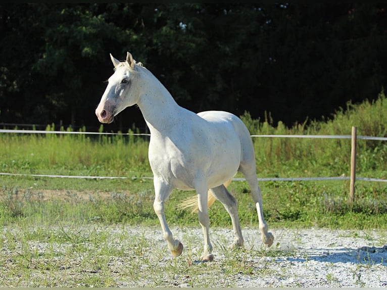 Lipizzan Hongre 6 Ans 163 cm Blanc in LichendorfWeitersfeld an der Mur