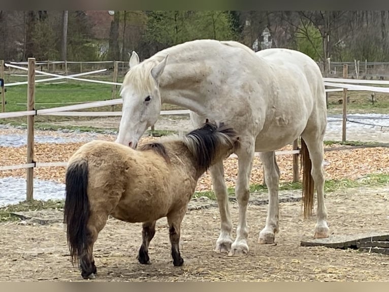 Lipizzan Hongre 6 Ans 163 cm Blanc in LichendorfWeitersfeld an der Mur