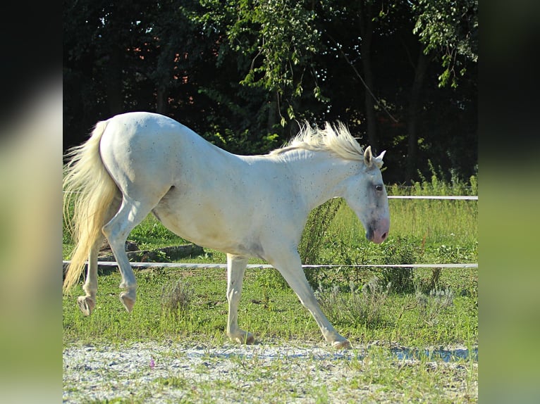 Lipizzan Hongre 6 Ans 163 cm Gris in Weitersfeld an der Mur