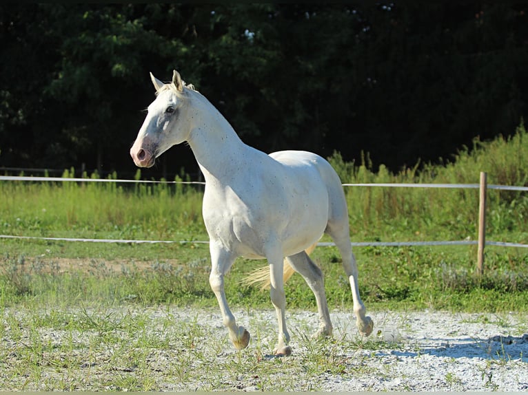 Lipizzan Hongre 6 Ans 163 cm Gris in Weitersfeld an der Mur