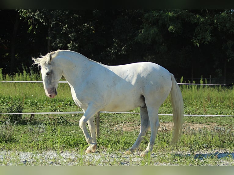 Lipizzan Hongre 6 Ans 163 cm Gris in Weitersfeld an der Mur