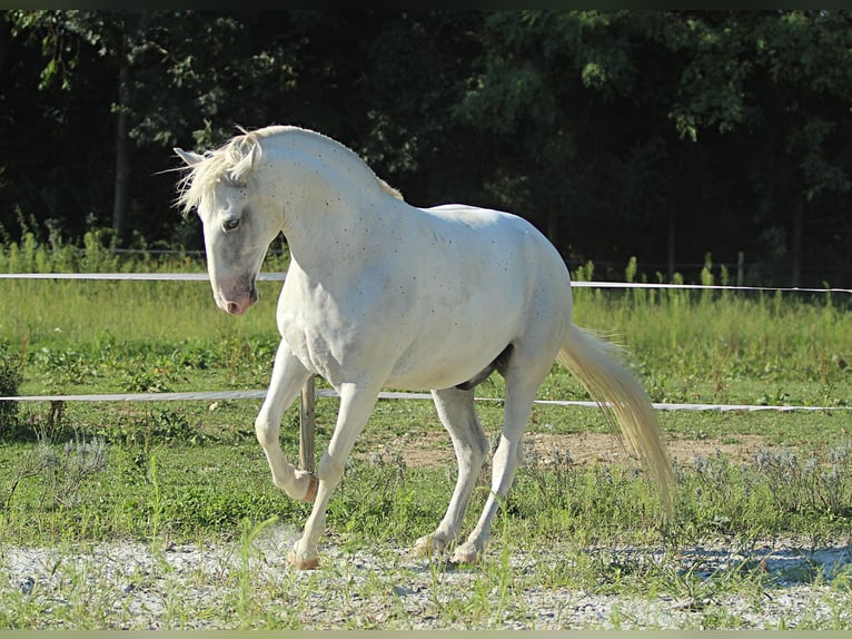 Lipizzan Hongre 6 Ans 163 cm Gris in Weitersfeld an der Mur