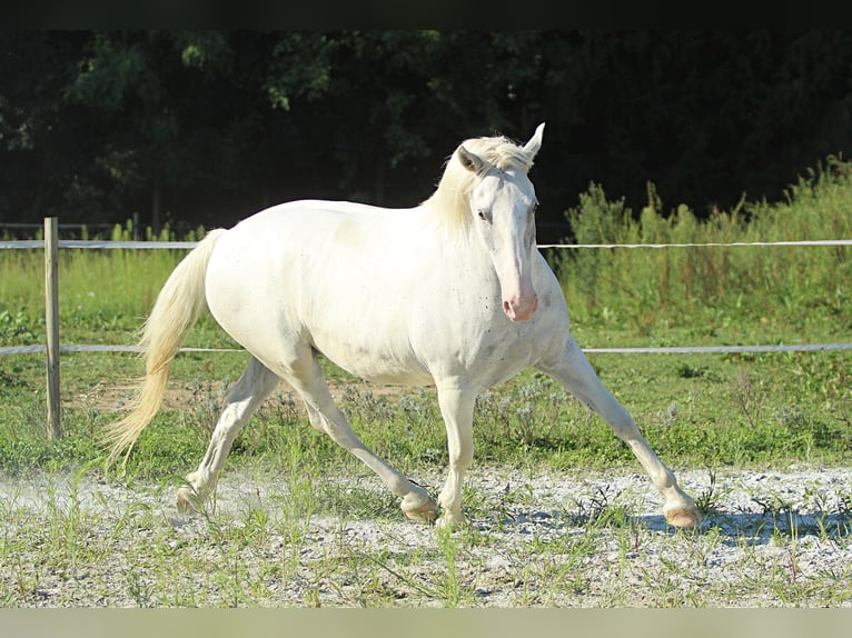 Lipizzan Hongre 6 Ans 163 cm Gris in Weitersfeld an der Mur