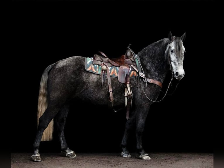 Lipizzan Hongre 6 Ans 163 cm Gris pommelé in Buck Valley PA