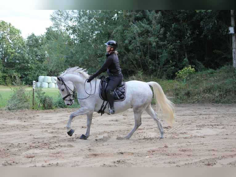 Lipizzan Hongre 6 Ans 163 cm Peut devenir gris in Aalborg