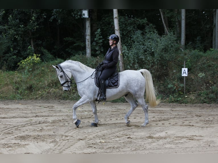 Lipizzan Hongre 6 Ans 163 cm Peut devenir gris in Aalborg