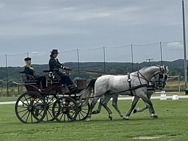 Lipizzan Hongre 6 Ans 165 cm Gris in Nagykata