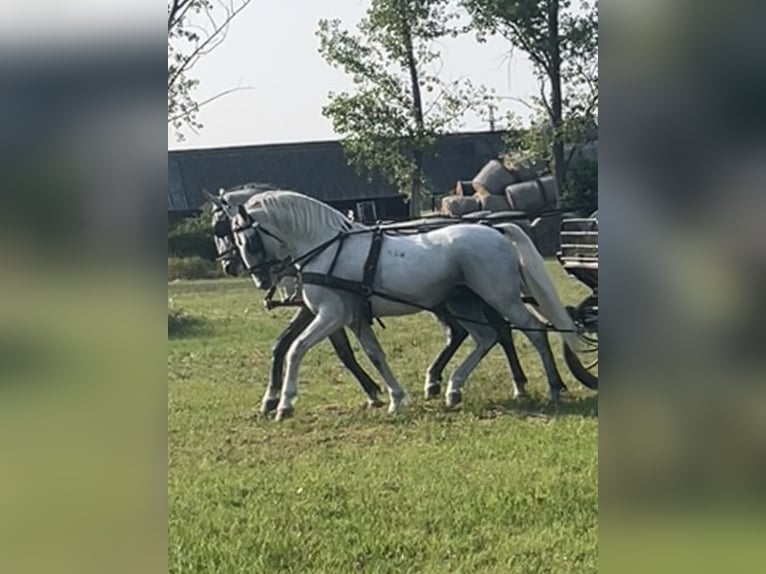 Lipizzan Hongre 6 Ans 165 cm Gris in Nagykata