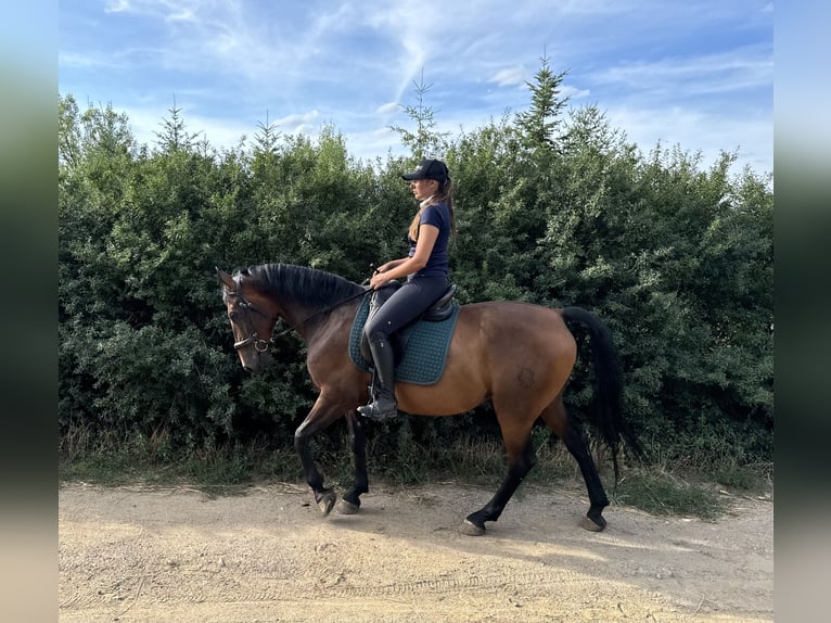 Lipizzan Hongre 7 Ans 155 cm Bai in Krhovice