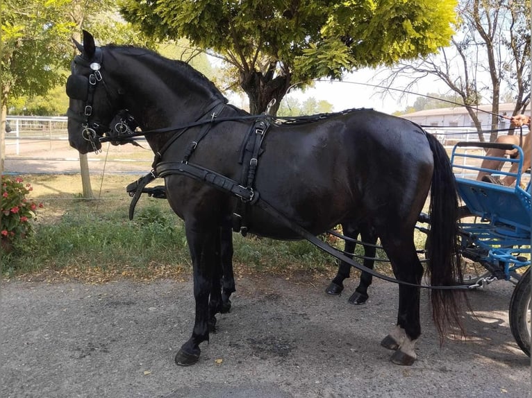 Lipizzan Hongre 7 Ans 158 cm Bai brun in Tass