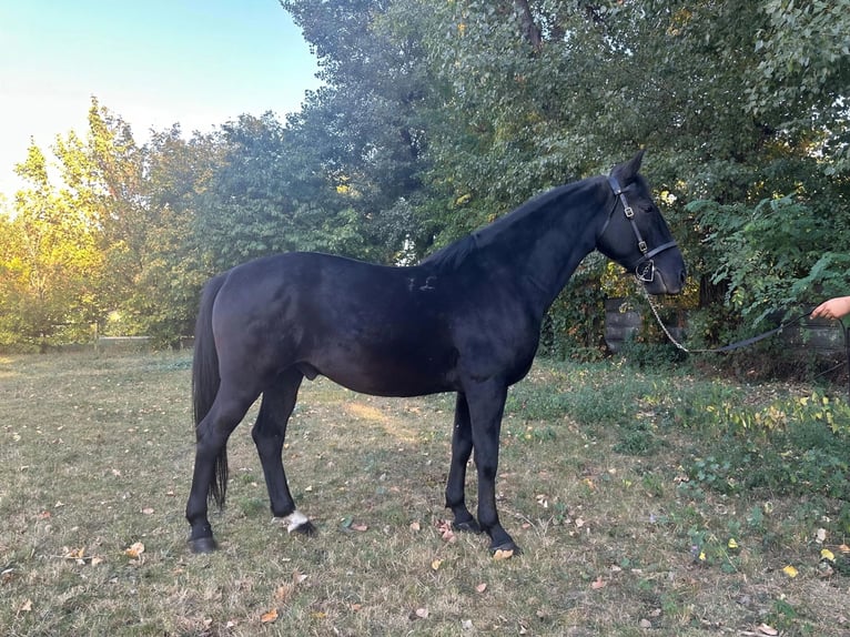 Lipizzan Hongre 7 Ans 159 cm  in Fagaras