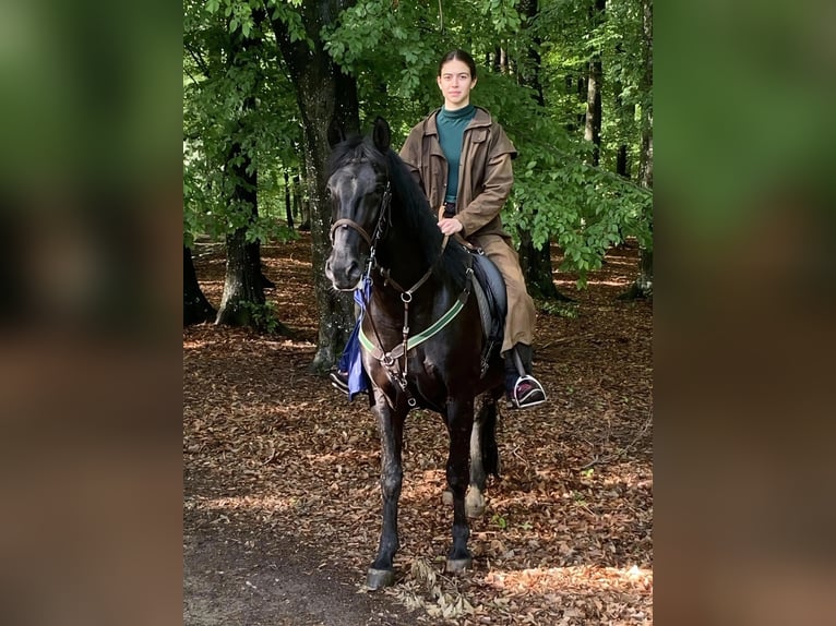 Lipizzan Hongre 7 Ans 159 cm  in Fagaras