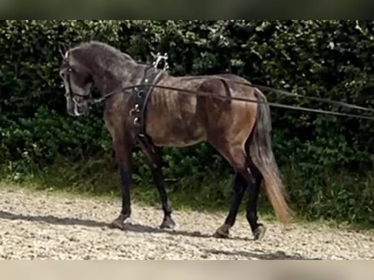 Lipizzan Hongre 7 Ans 159 cm Gris pommelé in Schleiden