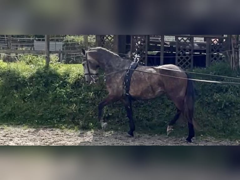 Lipizzan Hongre 7 Ans 159 cm Gris pommelé in Schleiden