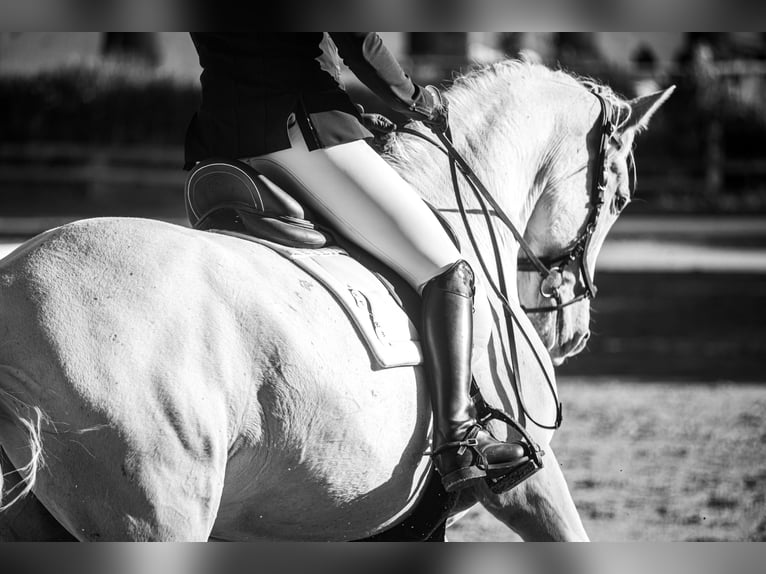 Lipizzan Hongre 7 Ans 161 cm Gris in Vitrolles