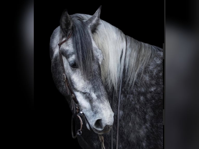 Lipizzan Hongre 7 Ans 163 cm Gris pommelé in Buck Valley PA