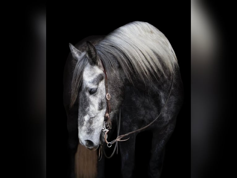 Lipizzan Hongre 7 Ans 163 cm Gris pommelé in Buck Valley PA