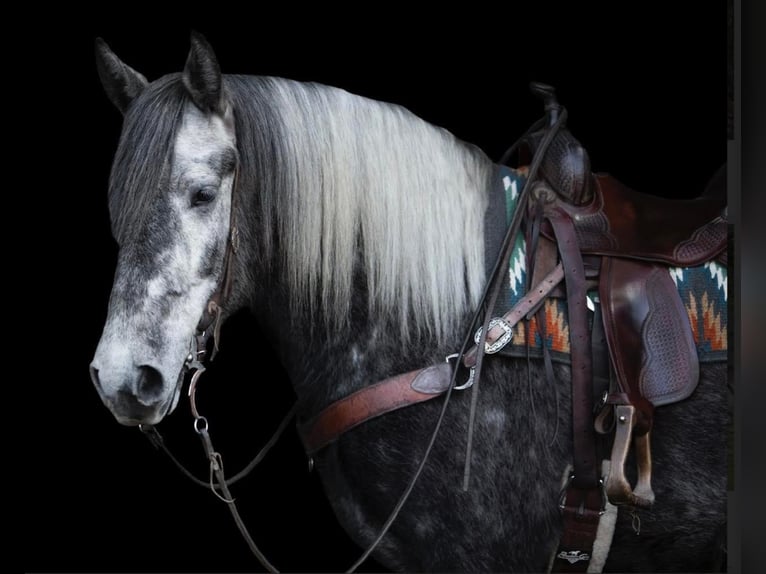 Lipizzan Hongre 7 Ans 163 cm Gris pommelé in Buck Valley PA