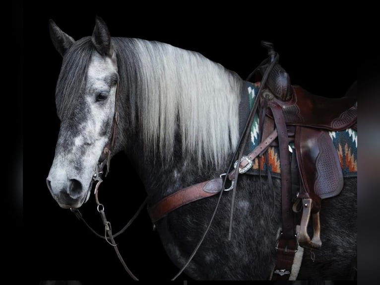 Lipizzan Hongre 7 Ans 163 cm Gris pommelé in Buck Valley PA