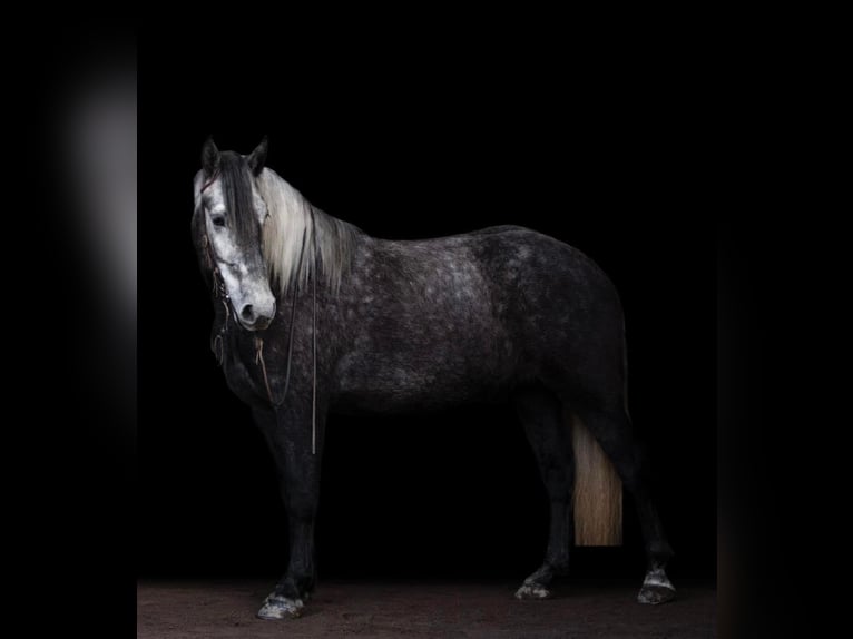 Lipizzan Hongre 7 Ans 163 cm Gris pommelé in Buck Valley PA