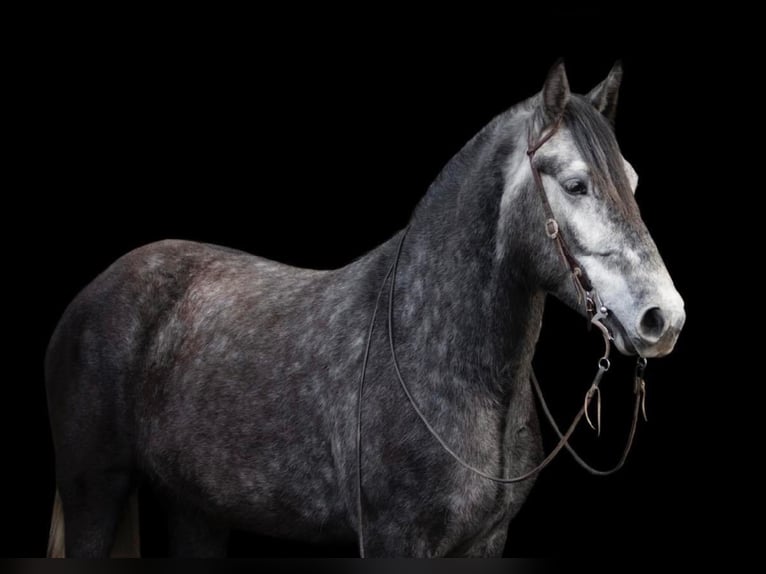 Lipizzan Hongre 7 Ans 163 cm Gris pommelé in Buck Valley PA