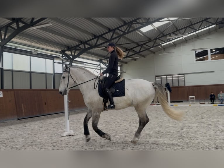Lipizzan Hongre 7 Ans 170 cm Gris in Százhalombatta