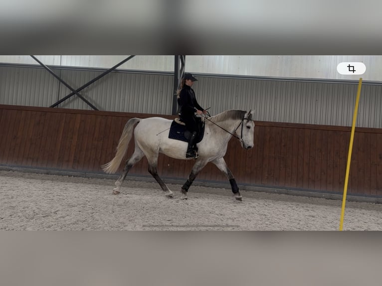 Lipizzan Hongre 7 Ans 170 cm Gris in Százhalombatta