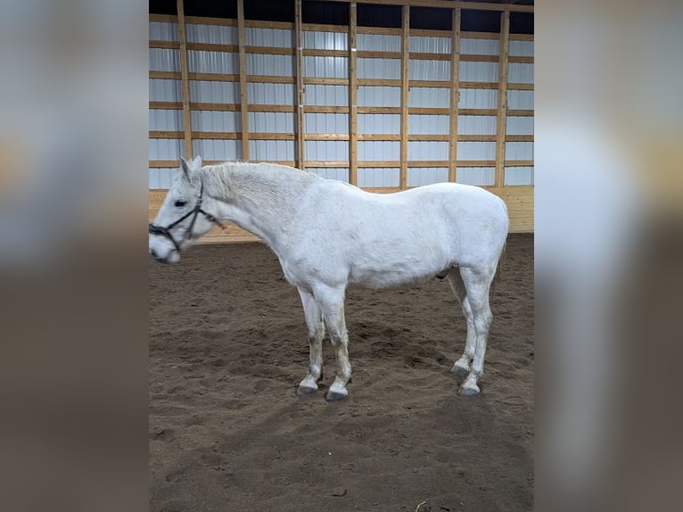 Lipizzan Hongre 8 Ans 150 cm Gris in BC