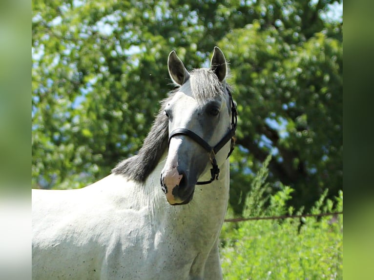 Lipizzan Hongre 8 Ans 155 cm Gris in Ptuj