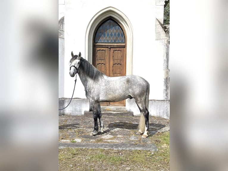 Lipizzan Hongre 8 Ans 158 cm in Wels