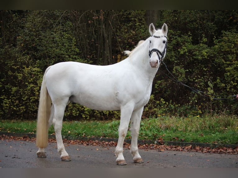 Lipizzan Hongre 8 Ans 158 cm Gris in Herborn