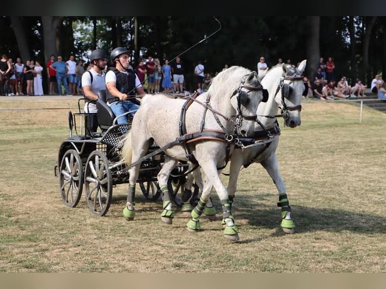 Lipizzan Hongre 8 Ans 160 cm Gris in Vinkovci