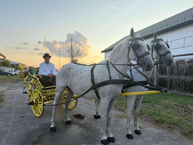 Lipizzan Hongre 8 Ans 160 cm Gris in Vinkovci