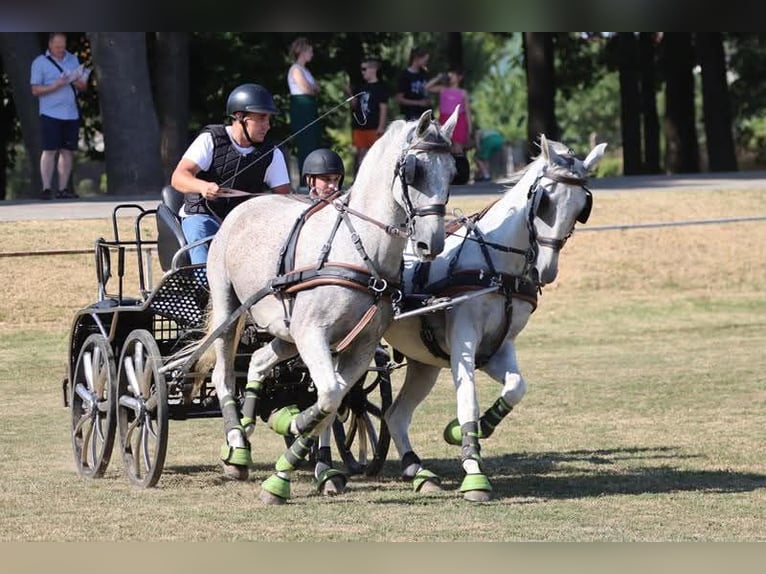 Lipizzan Hongre 8 Ans 160 cm Gris in Vinkovci