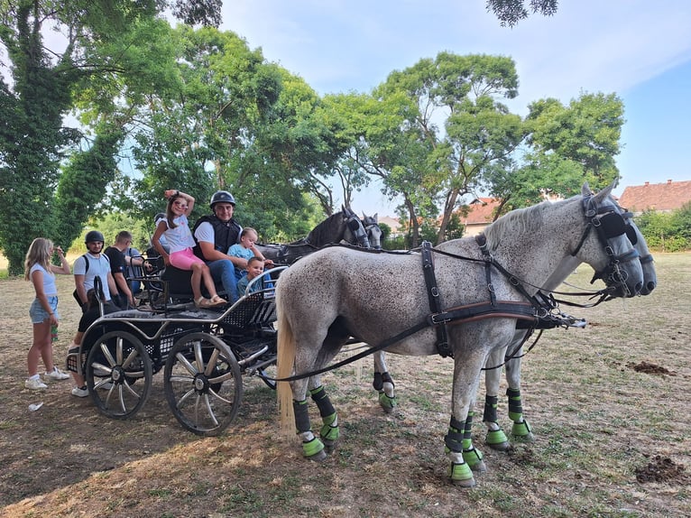 Lipizzan Hongre 8 Ans 160 cm Gris in Vinkovci